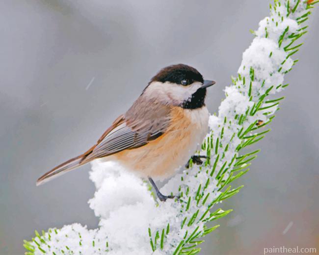 Adorable Chickadee Bird Painting By Numbers Kits