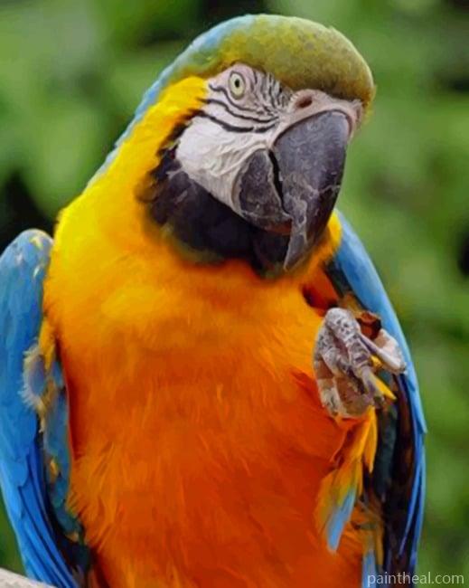 Blue And Yellow Macaw Painting By Numbers Kits