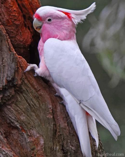 Galah Bird Painting By Numbers Kits