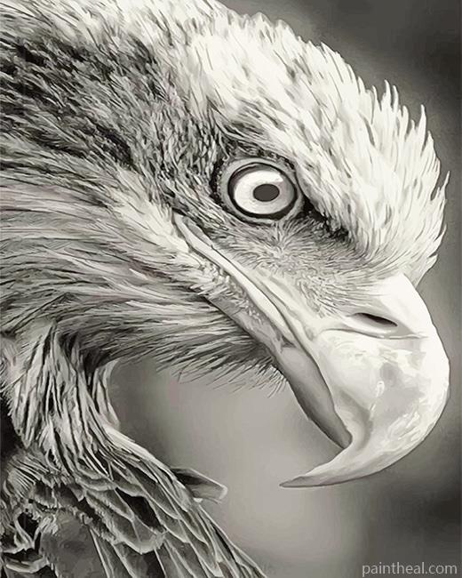 Black and White Bald Eagle Painting By Numbers Kits
