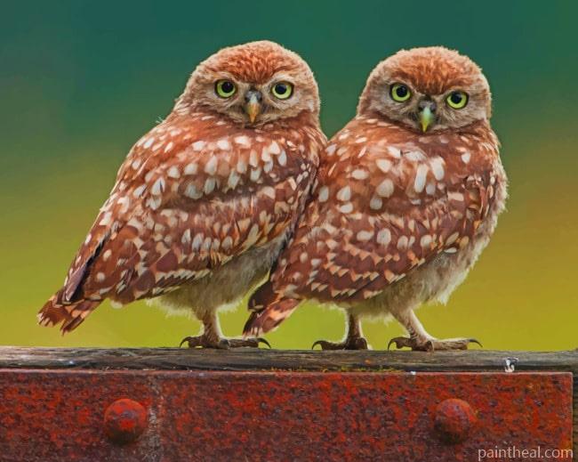Owl Twins Painting By Numbers Kits