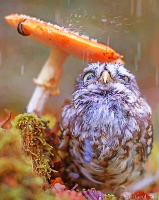 Owl Under Mushroom Painting By Numbers Kits
