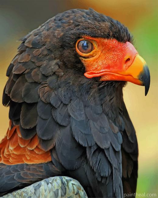 African Short Tailed Eagle Painting By Numbers Kits