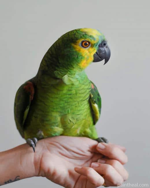 Green Bird Pet Parrot Painting By Numbers Kits