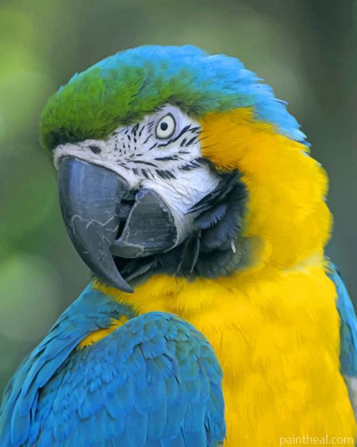 Macaw Painting By Numbers Kits