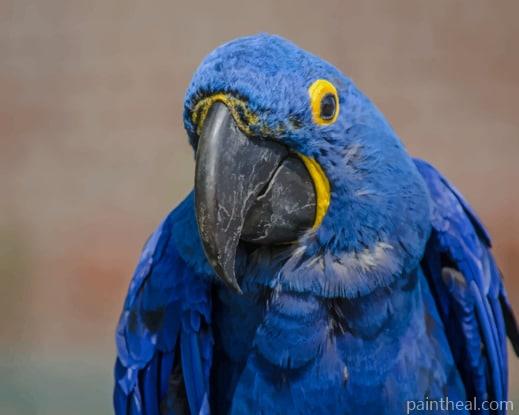 Blue Hyacinth Macaw Parrot Painting By Numbers Kits