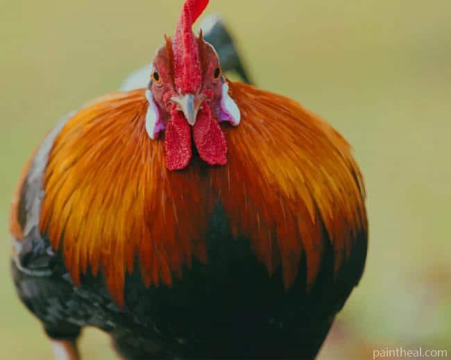 Rooster Chicken Painting By Numbers Kits