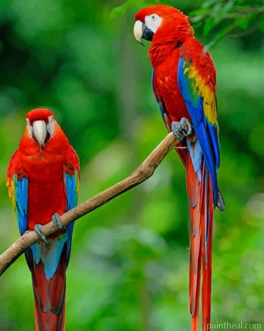 Colorful Macaw Parrots Painting By Numbers Kits