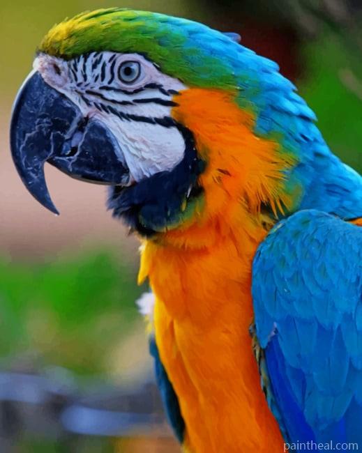 Colorful Macaw Parrot Painting By Numbers Kits