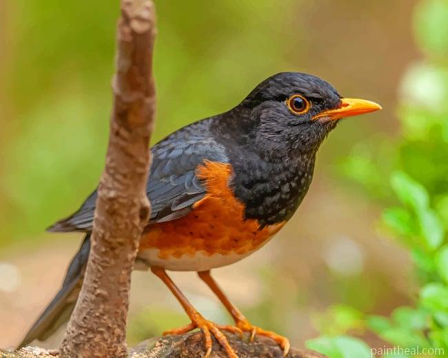 Izu Thrush Bokeh Bird Painting By Numbers Kits