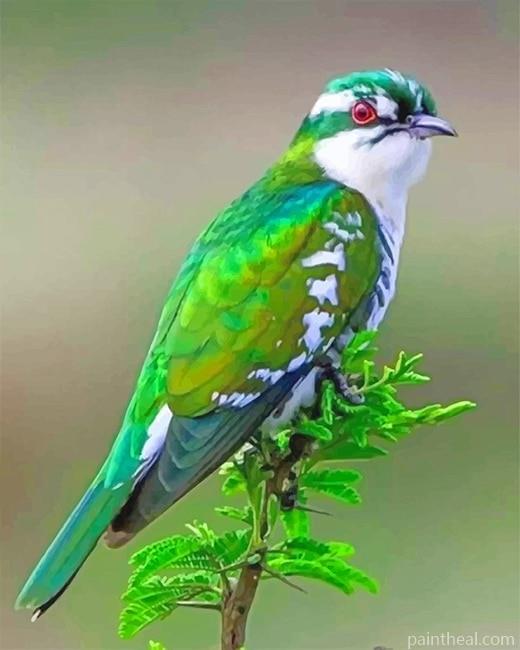 Diederik Cuckoo Bird Painting By Numbers Kits