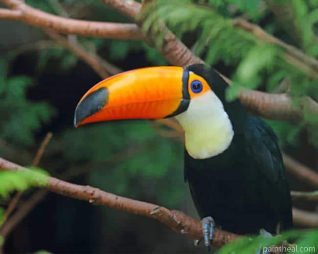 Toucan Standing On Tree Branch Painting By Numbers Kits