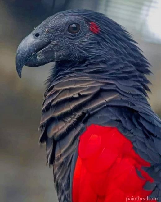 Pesquets Parrot Painting By Numbers Kits