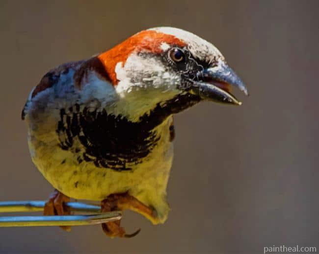 White Brown Finch Bird Painting By Numbers Kits