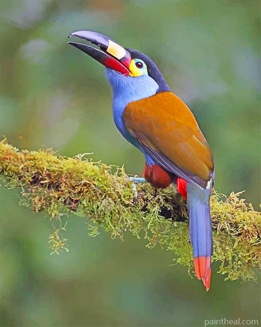 Plate Billed Mountain Toucan Painting By Numbers Kits