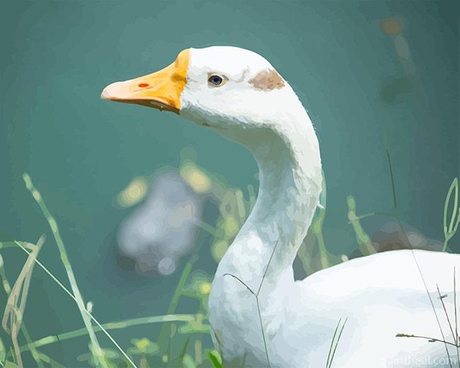 Cute White Duck Painting By Numbers Kits
