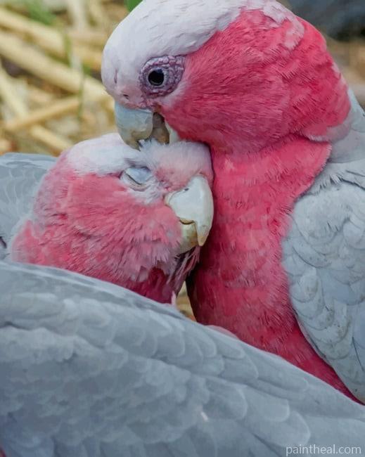 Rose Breasted Cockatoo Painting By Numbers Kits