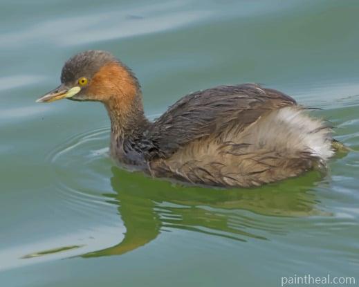 Brown Duck Swimming Painting By Numbers Kits