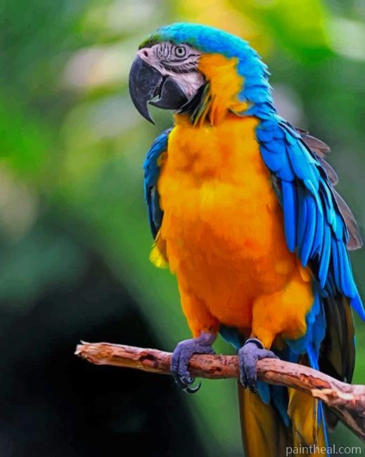Yellow Blue Parrot Painting By Numbers Kits