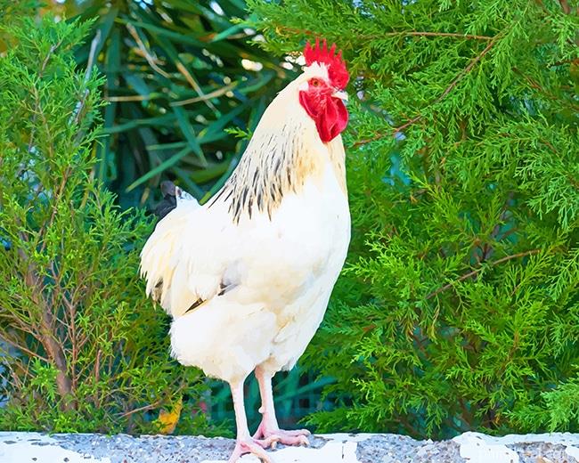 Brown And White Rooster Painting By Numbers Kits