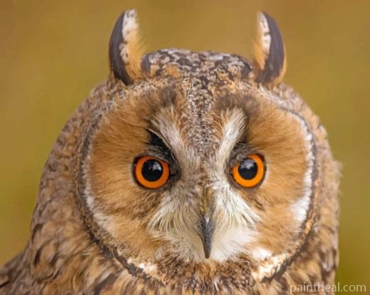 Red Eyes Owl Bird Painting By Numbers Kits