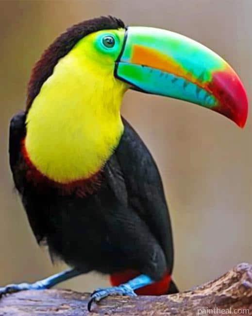 Beautiful Colored Toucan Painting By Numbers Kits