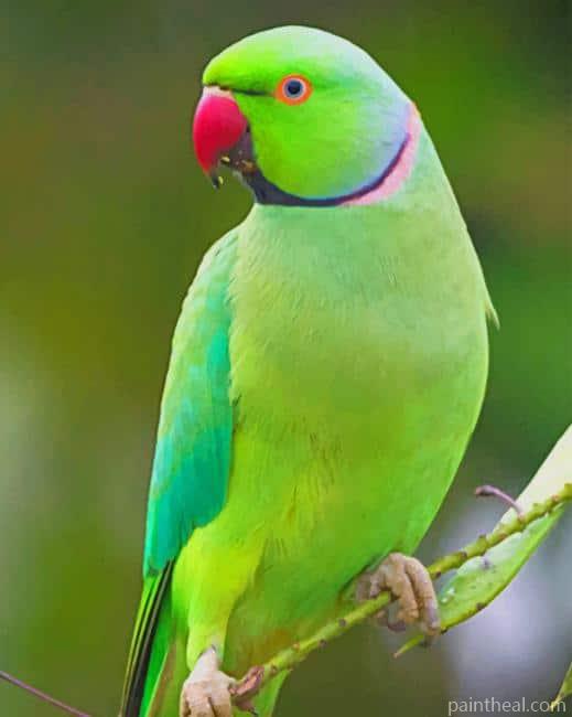 Indian Green Parrot Painting By Numbers Kits