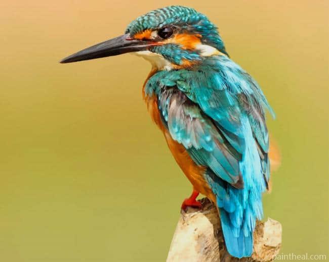 Blue And Brown Bird On Tree Painting By Numbers Kits