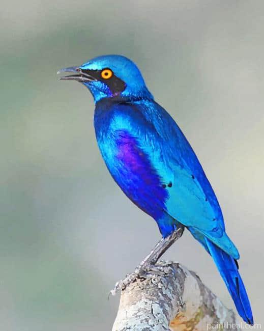 Greater Blue Eared Glossy Starling Painting By Numbers Kits