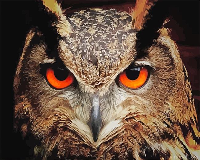 Red Owl Eyes Painting By Numbers Kits