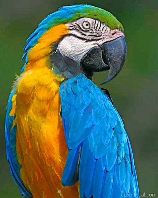 Blue Macaw Parrot Painting By Numbers Kits