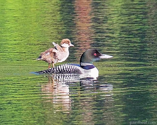 Goldeneye Duckling Painting By Numbers Kits