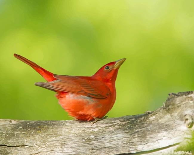 Summer Tanager Bird Painting By Numbers Kits