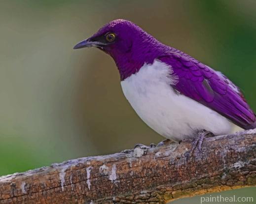 Violet Sturnus Bird Painting By Numbers Kits