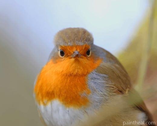 White Orange And Gray Bird Painting By Numbers Kits