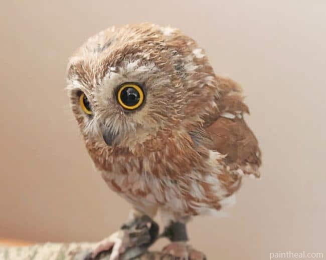 Cute Owl Bird Painting By Numbers Kits