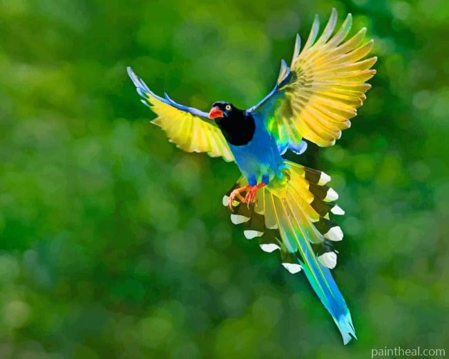 Taiwan Blue Magpie Bird Painting By Numbers Kits