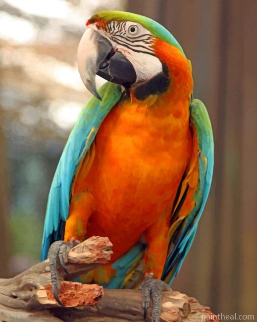 Harlequin Macaw Bird Painting By Numbers Kits