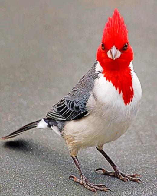 Bird With Red Head Painting By Numbers Kits