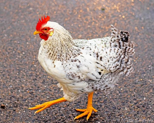 White and Black Chicken Painting By Numbers Kits