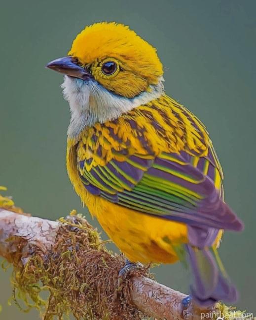 Silver Throated Tanager Painting By Numbers Kits