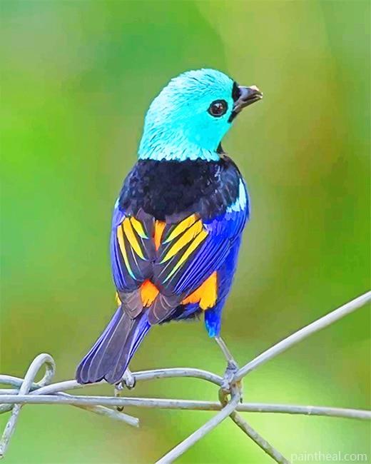 Seven Colored Tanager Bird Painting By Numbers Kits