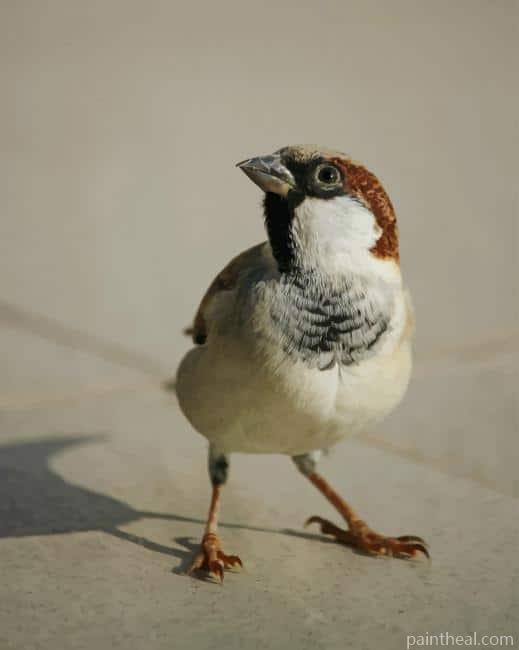 White And Brown Bird On Floor Painting By Numbers Kits