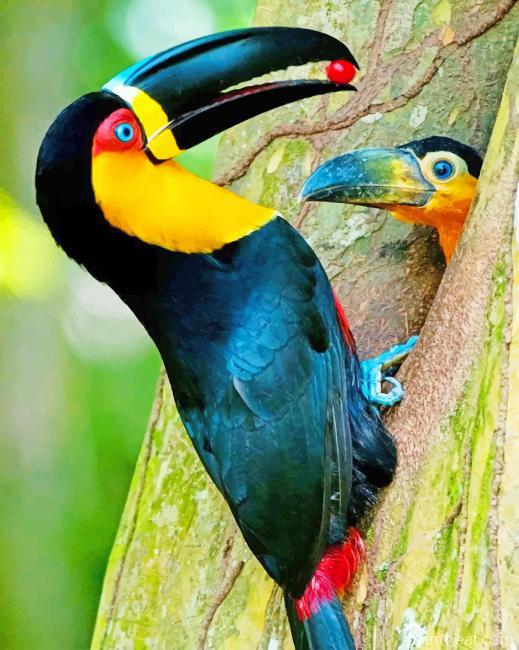Toucan Baby Painting By Numbers Kits