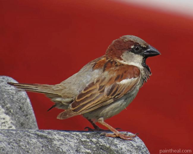 Bird Standing On Rock Painting By Numbers Kits