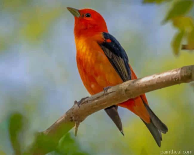 Scarlet Tanager On Branch Painting By Numbers Kits