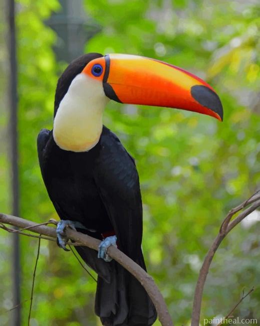 Toco Toucan Painting By Numbers Kits