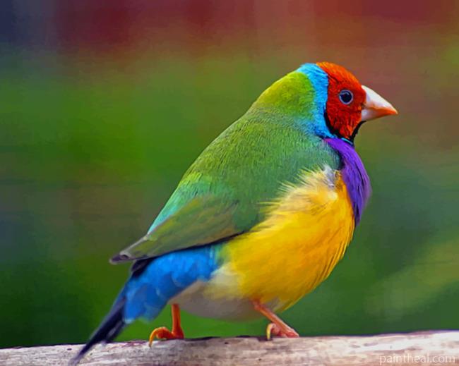 Colorful Bird Gouldian Finch Painting By Numbers Kits