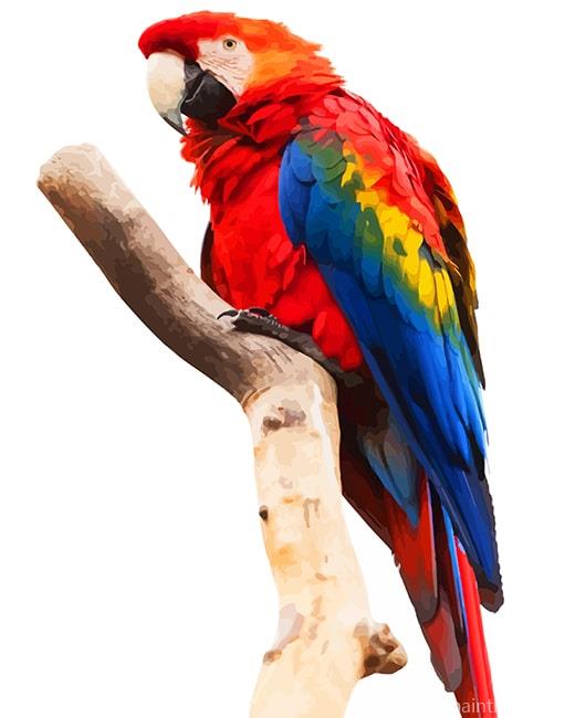 Scarlet Macaw Painting By Numbers Kits