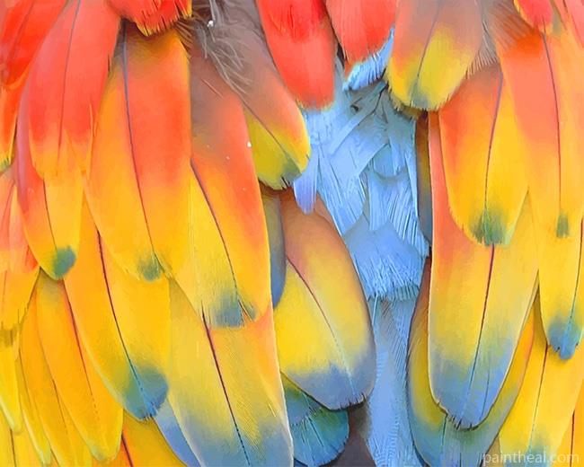 Colorful Bird Feathers Painting By Numbers Kits